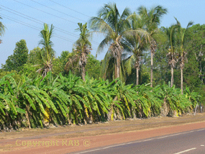 Banana Plantation on Arnhem Highway