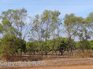 mango Plantations on the Arnhem Highway 20klm past Humpty Doo