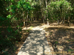 The Boardwalk from the carpark straight ahead at Fogg Dam