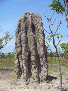 Termite Mounds right on the Arnhem Highway before the Bark Hut Inn Roadhouse