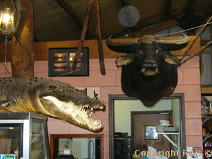 Cocodiles and Buffaloes adorned the walls at the Bark Hut Inn
