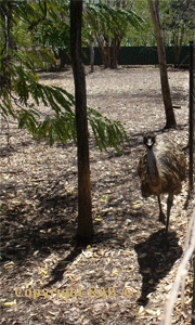 Emu on the prowl at the Bark Hut Inn
