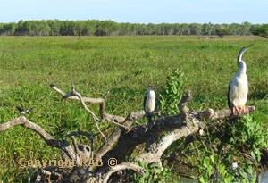 3 types of birds sharinga branch