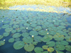 At Yellow Waters in Kakadu there were 3 types of water lillies and really you can't take your eyes of them they are so tranquil to look at.