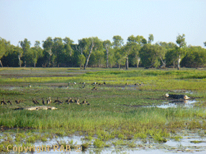 2 Crocs watching ducks