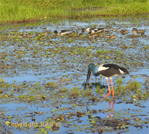 The Jabiru Bird