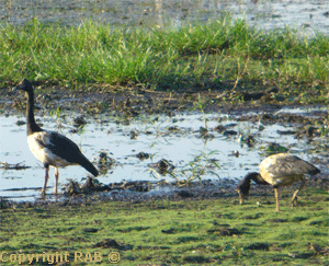 Magpie Geese