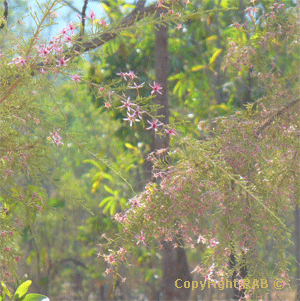 the flora in the park is such a contract to the surrounding - it stands out