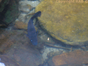 A freshwater 'oh I forget' his name the shallows at the main pool at the bottom of the Gorge