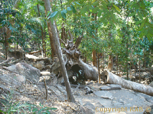 The first part of the Jim Jim Gorge track, here a unique touch they left the huge tree and you walk trhu it.