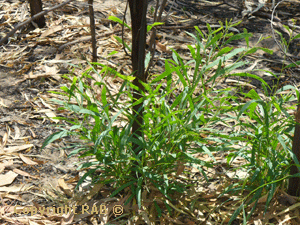 Green shoots on these plant after the controlled burnoff