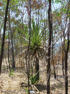 reen shoots on these plant after the controlled burnoff