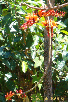 Tropical flower in bloom out the front of the Bowali Visitors Centre in Kakadu