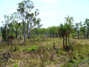 The drive was very scenic with jagged ancient rock escarpments on the right towering over our 4WD and on the left low lying floodplains with numerous flocks of birds. 
