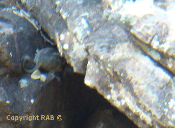 Look closely and see the Rock Wallaby looking out side at us - ever so cute