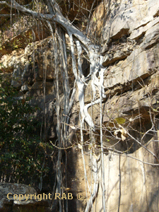 Tree root system growing out from the rock face
